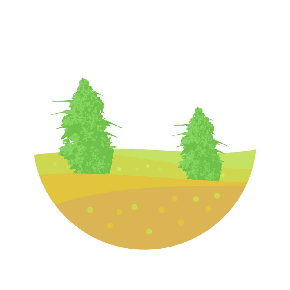 Как выбирать правильную почву и выращивать коноплю в открытом грунте
