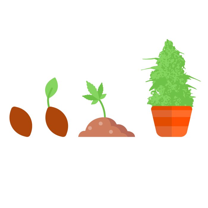 Органические удобрения для выращивания конопли