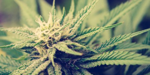 Как определить, что марихуана созрела и готова к сборке урожая